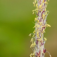 Imperata cylindrica (L.) P.Beauv.